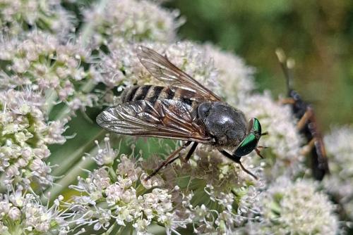 Philipomyia aprica